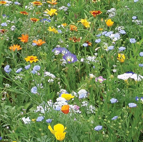 Bloemenmengsel Peggy Sue