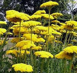 Achillea filipendula