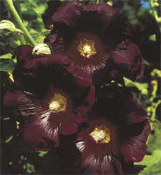 Alcea rosea e Nigra zwart