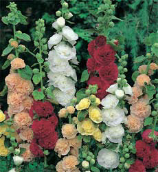 Alcea rosea d dubbele gemengd