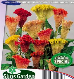 Celosia argentea cristata Triangle Mix