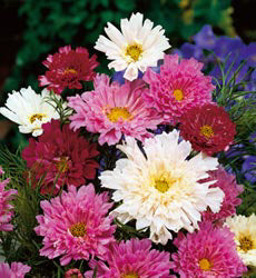 Cosmos bipinnatus Double Click