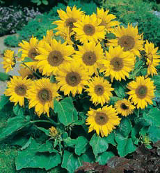 Helianthus annuus Little Leo
