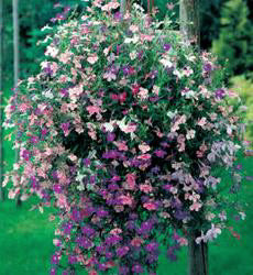 Lobelia erinus pendula Colour Cascade