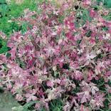 Matthiola longipetala bicornis Night Scented