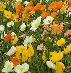 Papaver nudicaule Iceland mix