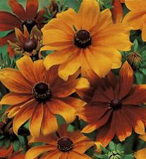 Rudbeckia hirta Rustic Dwarfs