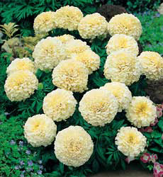 Tagetes erecta Snowdrift