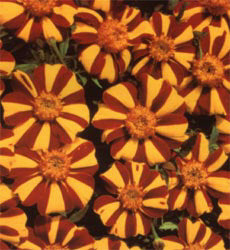 Tagetes patula Jolly Jester