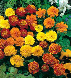 Tagetes patula lage dubbele mix