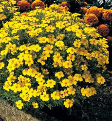 Tagetes tenuifolia Lemon Gem
