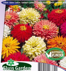 Zinnia elegans Chrysanthemum mix