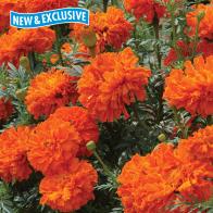 Blumensamen_tagetes_Studentenblume_WB21415