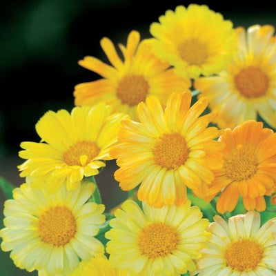 Calendula_daysy_J21395