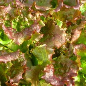 Sla Pluk of Snijsla Amerikaanse Roodrand