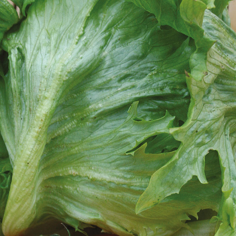 Sla IJsberg-krulsla Frisée de Beauregard