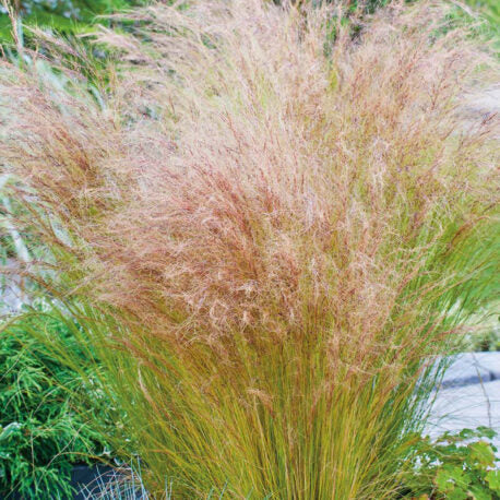 Stipa tenuissima