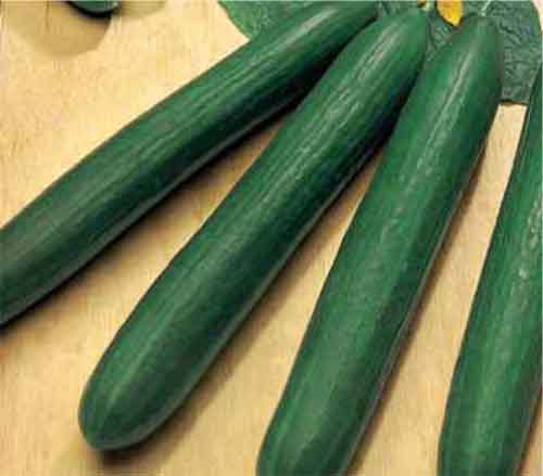 Komkommer Telegraph Improved