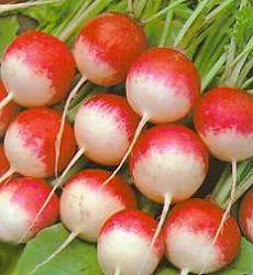 Radijs Sparkler 3 Organic