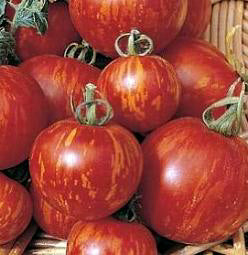 Tomaten T Tigerella gestreept