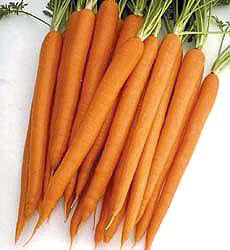 Wortelen F1 Sugarsnax 54 F1