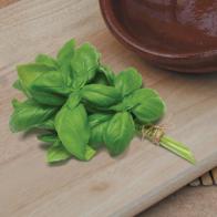 Basilicum Aroma F1