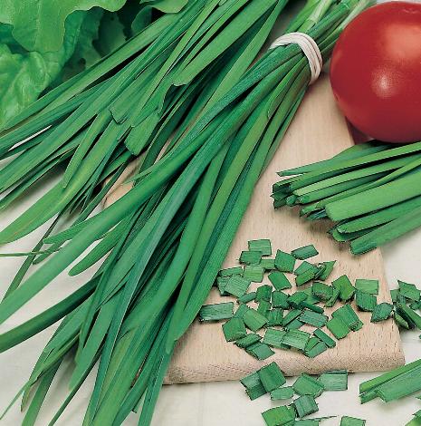 Bieslook Chinese ofwel Knoflook Bieslook