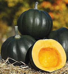 Pompoen mini Honey Bear F1