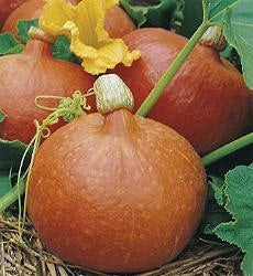 Pompoen_Oranje_Hokkaido_Uchiki Kuri