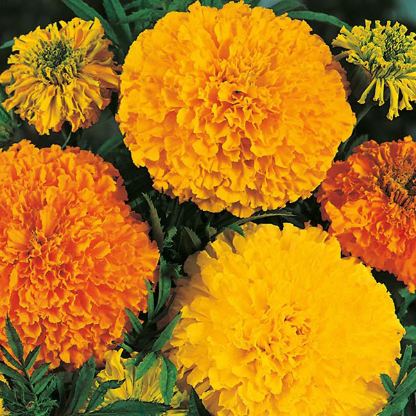 Tagetes_Crackerjack_Mix