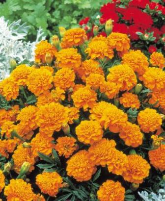 Product showcase image from staged upload