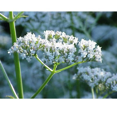 Valeriana officinalis