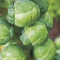 Bio Rosenkohl Rosenkohl Igor F1 Bio-Saatgut – Bio-Saatgut für Rosenkohl – Saatgut ...