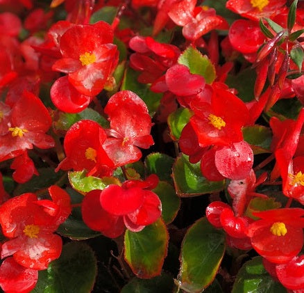 Product showcase image from staged upload