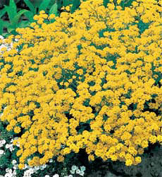 Alyssum saxatile Compactum Gold Dust