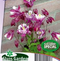 Aquilegia x hybrida Winky Red & White