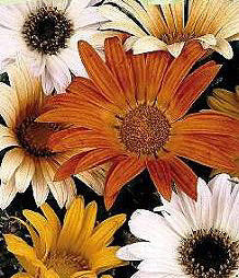 Arctotis scapigera acaulis