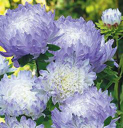 Aster chinensis Duchess Blue Ice