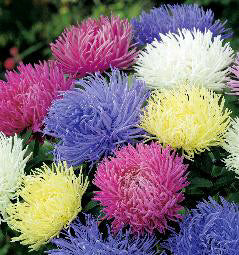 Aster chinensis Playtime mix
