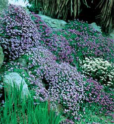 Aubrieta cultorum mix