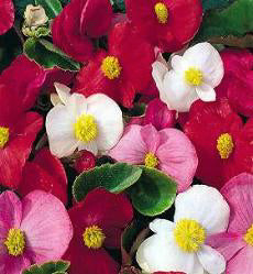 Begonia semperflorens Summer Rainbow F2 mix