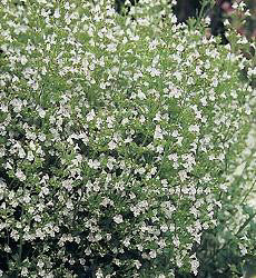 Calamintha_nepeta_bergsteentijm