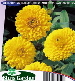 Calendula officinalis Ball's Golden Yellow
