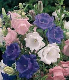 Campanula medium Kop en Schotel
