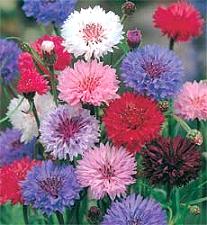 Centaurea cyanus dubbele gemengd