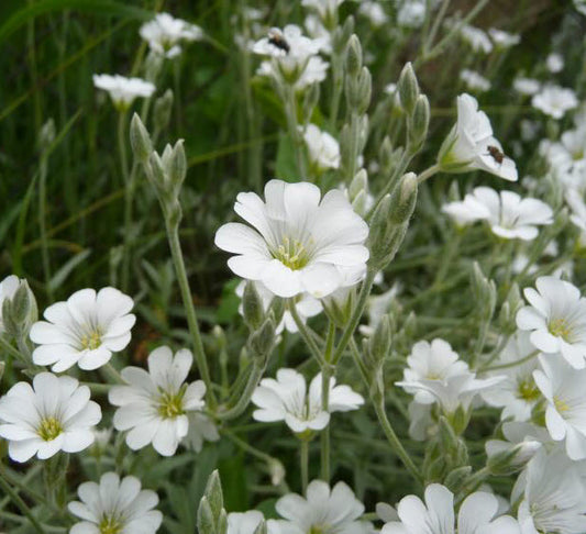 Cerastium biebersteinii