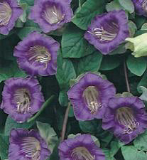 Cobaea scandens violette