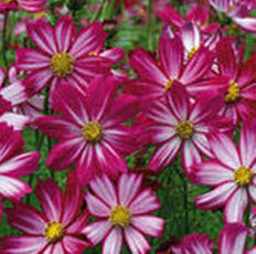 Cosmos bipinnatus Cosimo Red-White