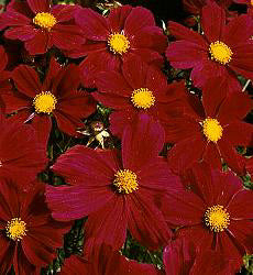 Cosmos bipinnatus Gazebo Red