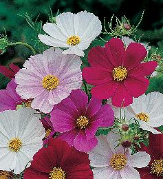 Cosmos bipinnatus Tetra Versailles mix